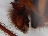  ( - RMNH.ARA.14380)  @12 [ ] CreativeCommons - Attribution Non-Commercial Share-Alike (2012) Unspecified Naturalis, Biodiversity Centre