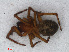  ( - RMNH.ARA.14381)  @12 [ ] CreativeCommons - Attribution Non-Commercial Share-Alike (2012) Unspecified Naturalis, Biodiversity Centre