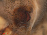  ( - RMNH.ARA.14381)  @12 [ ] CreativeCommons - Attribution Non-Commercial Share-Alike (2012) Unspecified Naturalis, Biodiversity Centre