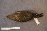  ( - ZMA.AVES.55929)  @11 [ ] CreativeCommons - Attribution Non-Commercial Share-Alike (2013) Unspecified Naturalis Biodiversity Center
