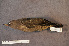  ( - ZMA.AVES.55929)  @11 [ ] CreativeCommons - Attribution Non-Commercial Share-Alike (2013) Unspecified Naturalis Biodiversity Center