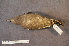  ( - ZMA.AVES.55929)  @11 [ ] CreativeCommons - Attribution Non-Commercial Share-Alike (2013) Unspecified Naturalis Biodiversity Center