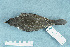 ( - ZMA.AVES.56222)  @13 [ ] CreativeCommons - Attribution Non-Commercial Share-Alike (2013) Unspecified Naturalis Biodiversity Center
