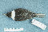  ( - ZMA.AVES.56222)  @13 [ ] CreativeCommons - Attribution Non-Commercial Share-Alike (2013) Unspecified Naturalis Biodiversity Center