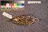  ( - ZMA.AVES.56224)  @11 [ ] CreativeCommons - Attribution Non-Commercial Share-Alike (2013) Unspecified Naturalis Biodiversity Center