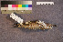  ( - ZMA.AVES.56224)  @11 [ ] CreativeCommons - Attribution Non-Commercial Share-Alike (2013) Unspecified Naturalis Biodiversity Center