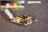  ( - ZMA.AVES.56224)  @11 [ ] CreativeCommons - Attribution Non-Commercial Share-Alike (2013) Unspecified Naturalis Biodiversity Center