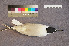  ( - ZMA.AVES.56228)  @11 [ ] CreativeCommons - Attribution Non-Commercial Share-Alike (2013) Unspecified Naturalis Biodiversity Center