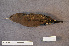  ( - ZMA.AVES.56229)  @11 [ ] CreativeCommons - Attribution Non-Commercial Share-Alike (2013) Unspecified Naturalis Biodiversity Center