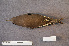 ( - ZMA.AVES.56229)  @11 [ ] CreativeCommons - Attribution Non-Commercial Share-Alike (2013) Unspecified Naturalis Biodiversity Center