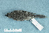  ( - ZMA.AVES.56671)  @13 [ ] CreativeCommons - Attribution Non-Commercial Share-Alike (2013) Unspecified Naturalis Biodiversity Center