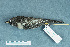  ( - ZMA.AVES.56671)  @13 [ ] CreativeCommons - Attribution Non-Commercial Share-Alike (2013) Unspecified Naturalis Biodiversity Center