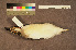  ( - ZMA.AVES.57225)  @11 [ ] CreativeCommons - Attribution Non-Commercial Share-Alike (2013) Unspecified Naturalis Biodiversity Center