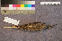  ( - ZMA.AVES.58212)  @11 [ ] CreativeCommons - Attribution Non-Commercial Share-Alike (2013) Unspecified Naturalis Biodiversity Center