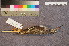  ( - ZMA.AVES.58212)  @11 [ ] CreativeCommons - Attribution Non-Commercial Share-Alike (2013) Unspecified Naturalis Biodiversity Center