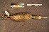  ( - ZMA.AVES.58223)  @11 [ ] CreativeCommons - Attribution Non-Commercial Share-Alike (2013) Unspecified Naturalis Biodiversity Center