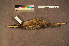  ( - ZMA.AVES.58224)  @11 [ ] CreativeCommons - Attribution Non-Commercial Share-Alike (2013) Unspecified Naturalis Biodiversity Center