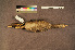  ( - ZMA.AVES.58224)  @11 [ ] CreativeCommons - Attribution Non-Commercial Share-Alike (2013) Unspecified Naturalis Biodiversity Center