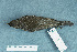  ( - ZMA.AVES.58693)  @13 [ ] CreativeCommons - Attribution Non-Commercial Share-Alike (2013) Unspecified Naturalis Biodiversity Center