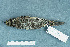  ( - ZMA.AVES.58694)  @13 [ ] CreativeCommons - Attribution Non-Commercial Share-Alike (2013) Unspecified Naturalis Biodiversity Center