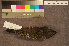  ( - ZMA.AVES.58695)  @13 [ ] CreativeCommons - Attribution Non-Commercial Share-Alike (2013) Unspecified Naturalis Biodiversity Center