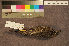  ( - ZMA.AVES.58695)  @14 [ ] CreativeCommons - Attribution Non-Commercial Share-Alike (2013) Unspecified Naturalis Biodiversity Center