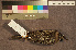  ( - ZMA.AVES.58695)  @13 [ ] CreativeCommons - Attribution Non-Commercial Share-Alike (2013) Unspecified Naturalis Biodiversity Center