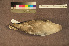  ( - ZMA.AVES.58737)  @11 [ ] CreativeCommons - Attribution Non-Commercial Share-Alike (2013) Unspecified Naturalis Biodiversity Center