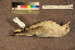  ( - ZMA.AVES.58737)  @11 [ ] CreativeCommons - Attribution Non-Commercial Share-Alike (2013) Unspecified Naturalis Biodiversity Center