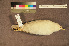  ( - ZMA.AVES.58737)  @11 [ ] CreativeCommons - Attribution Non-Commercial Share-Alike (2013) Unspecified Naturalis Biodiversity Center