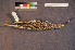  ( - ZMA.AVES.58765)  @11 [ ] CreativeCommons - Attribution Non-Commercial Share-Alike (2013) Unspecified Naturalis Biodiversity Center