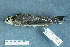  ( - ZMA.AVES.58773)  @11 [ ] CreativeCommons - Attribution Non-Commercial Share-Alike (2013) Unspecified Naturalis Biodiversity Center