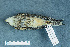  ( - ZMA.AVES.58773)  @11 [ ] CreativeCommons - Attribution Non-Commercial Share-Alike (2013) Unspecified Naturalis Biodiversity Center