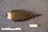  ( - ZMA.AVES.58777)  @11 [ ] CreativeCommons - Attribution Non-Commercial Share-Alike (2013) Unspecified Naturalis Biodiversity Center