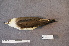  ( - ZMA.AVES.58777)  @11 [ ] CreativeCommons - Attribution Non-Commercial Share-Alike (2013) Unspecified Naturalis Biodiversity Center