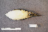  ( - ZMA.AVES.58777)  @11 [ ] CreativeCommons - Attribution Non-Commercial Share-Alike (2013) Unspecified Naturalis Biodiversity Center