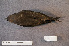  ( - ZMA.AVES.58778)  @11 [ ] CreativeCommons - Attribution Non-Commercial Share-Alike (2013) Unspecified Naturalis Biodiversity Center