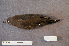  ( - ZMA.AVES.58778)  @11 [ ] CreativeCommons - Attribution Non-Commercial Share-Alike (2013) Unspecified Naturalis Biodiversity Center