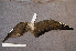  ( - ZMA.AVES.58779)  @11 [ ] CreativeCommons - Attribution Non-Commercial Share-Alike (2013) Unspecified Naturalis Biodiversity Center