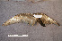  ( - ZMA.AVES.58779)  @11 [ ] CreativeCommons - Attribution Non-Commercial Share-Alike (2013) Unspecified Naturalis Biodiversity Center