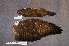  (Pernis apivorus - ZMA.AVES.58827)  @11 [ ] CreativeCommons - Attribution Non-Commercial Share-Alike (2013) Unspecified Naturalis Biodiversity Center