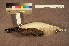  ( - ZMA.AVES.58911)  @11 [ ] CreativeCommons - Attribution Non-Commercial Share-Alike (2013) Unspecified Naturalis Biodiversity Center