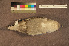  ( - ZMA.AVES.60119)  @11 [ ] CreativeCommons - Attribution Non-Commercial Share-Alike (2013) Unspecified Naturalis Biodiversity Center