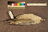  ( - ZMA.AVES.60119)  @11 [ ] CreativeCommons - Attribution Non-Commercial Share-Alike (2013) Unspecified Naturalis Biodiversity Center