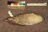  ( - ZMA.AVES.60120)  @11 [ ] CreativeCommons - Attribution Non-Commercial Share-Alike (2013) Unspecified Naturalis Biodiversity Center