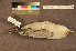  ( - ZMA.AVES.60120)  @11 [ ] CreativeCommons - Attribution Non-Commercial Share-Alike (2013) Unspecified Naturalis Biodiversity Center
