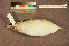  ( - ZMA.AVES.60120)  @11 [ ] CreativeCommons - Attribution Non-Commercial Share-Alike (2013) Unspecified Naturalis Biodiversity Center