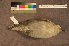  ( - ZMA.AVES.60121)  @11 [ ] CreativeCommons - Attribution Non-Commercial Share-Alike (2013) Unspecified Naturalis Biodiversity Center