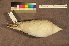  ( - ZMA.AVES.60121)  @11 [ ] CreativeCommons - Attribution Non-Commercial Share-Alike (2013) Unspecified Naturalis Biodiversity Center