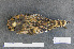  ( - ZMA.AVES.60129)  @11 [ ] CreativeCommons - Attribution Non-Commercial Share-Alike (2013) Unspecified Naturalis Biodiversity Center